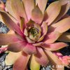 Sempervivum 'Rainbow Star (II)'