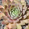 Sempervivum 'Rainbow Star (II)'