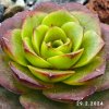 Sempervivum 'Drop Rockoon'
