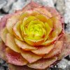 Sempervivum 'Drop Rockoon'