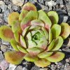 Sempervivum 'Drop Rockoon'