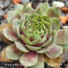 Sempervivum 'Drop Rockoon'