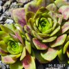 Sempervivum 'Drop Rockoon'