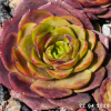 Sempervivum 'Drop Rockoon'