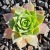 Sempervivum 'Candy Kiss'
