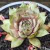 Sempervivum 'Candy Kiss'