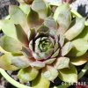 Sempervivum 'Candy Kiss'
