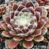 Sempervivum 'Gwyneira'