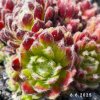 Sempervivum 'Gwyneira'