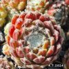 Sempervivum 'Gwyneira'