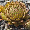 Sempervivum 'Isaac Dyson'
