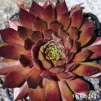 Sempervivum 'Isaac Dyson'