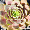 Sempervivum 'Blue Rockoon'