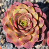 Sempervivum 'Blue Rockoon'