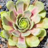 Sempervivum 'Blue Rockoon'