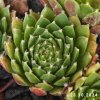 Sempervivum 'Lavrissa'