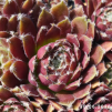 Sempervivum 'Lavrissa'
