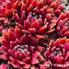Sempervivum 'Lavrissa'