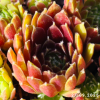 Sempervivum 'Lavrissa'