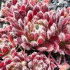 Sempervivum 'Velvet Touch'