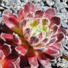 Sempervivum 'Velvet Touch'