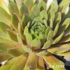 Sempervivum 'Sunray Stryder'
