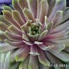 Sempervivum 'Sunray Stryder'