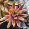 Sempervivum 'Sunray Stryder'
