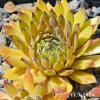 Sempervivum 'Sunray Stryder'