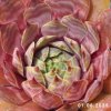 Sempervivum 'Mauna Loa'