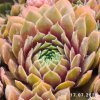 Sempervivum 'Rhubarb Crumble'