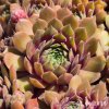 Sempervivum 'Rhubarb Crumble'
