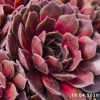 Sempervivum 'Rhubarb Crumble'