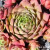 Sempervivum 'Ge-arti-schockt'