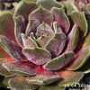 Sempervivum 'Sirenevy Tuman'