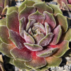 Sempervivum 'Sirenevy Tuman'