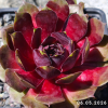 Sempervivum 'Lemon Ice'