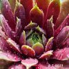Sempervivum 'Gangster'