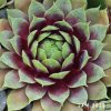 Sempervivum 'Gangster'