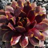 Sempervivum 'Gangster'