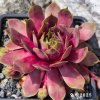 Sempervivum 'Gangster'