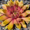 Sempervivum 'Gangster'