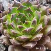 Sempervivum 'Excalibur'