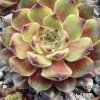 Sempervivum 'Excalibur'