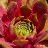 Sempervivum 'Teide'