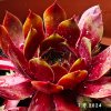 Sempervivum 'Teide'