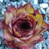 Sempervivum 'Kalimba de Luna'