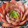 Sempervivum 'Kalimba de Luna'