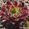 Sempervivum 'Strawberry Ice'