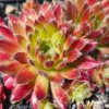Sempervivum 'Strawberry Ice'